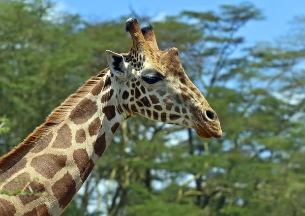 Giraffa — Foto Stock