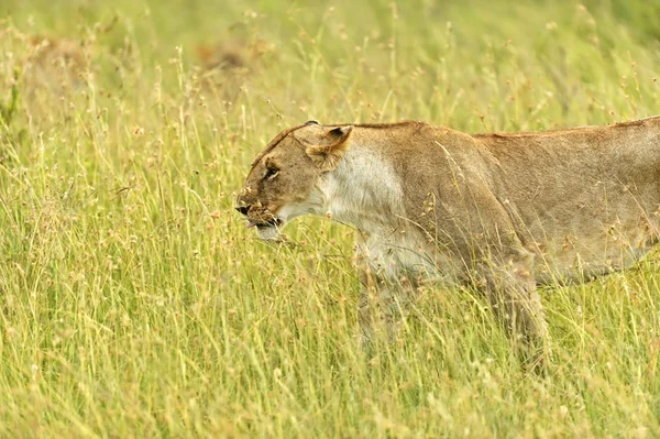 ライオンズ マサイマラ国立保護区 — ストック写真