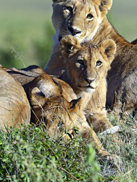 Lions Masai Mara