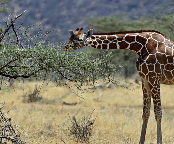 African Giraffes Stock Photo