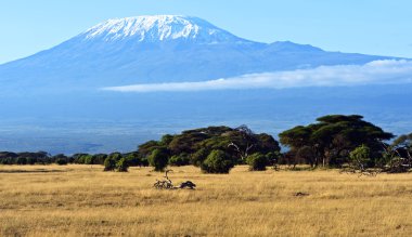 Afrika savana Panoraması