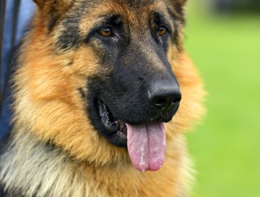 Alman çoban köpeği