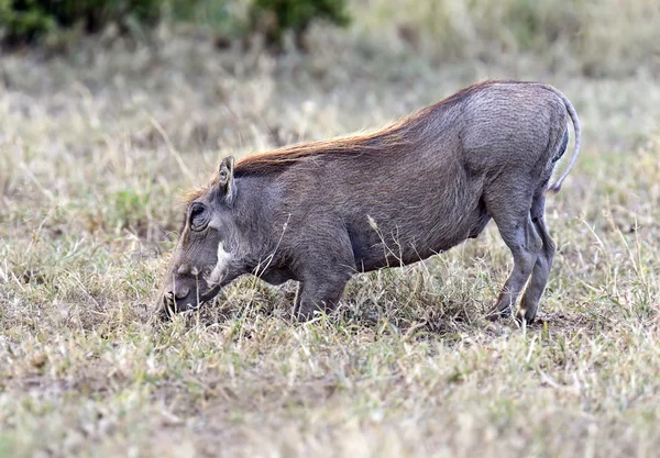 Warthog — Stock Photo, Image