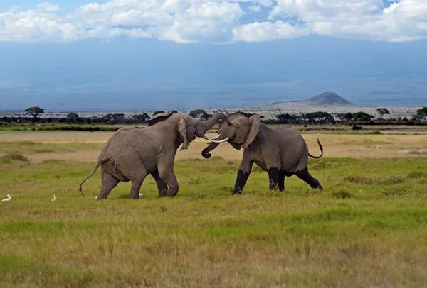 Elefantes del Kilimanjaro — Foto de Stock