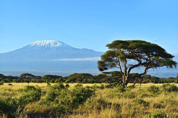 Mount Kilimanjaro in the African savannah in Kenya