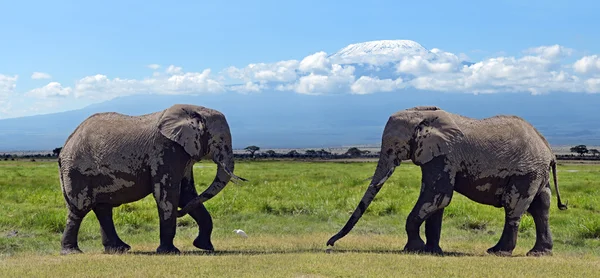 Elefanti del Kilimangiaro — Foto Stock