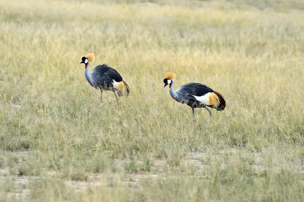 Gru incoronata — Foto Stock