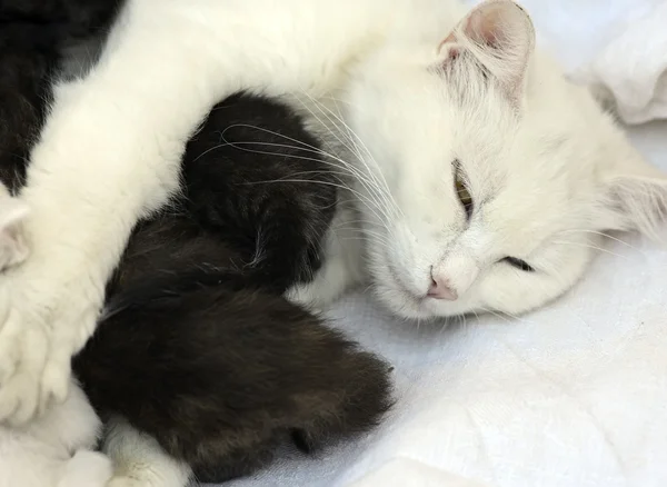 Gatto bambino — Foto Stock