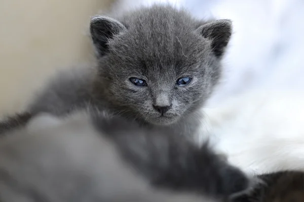 Gatto bambino — Foto Stock