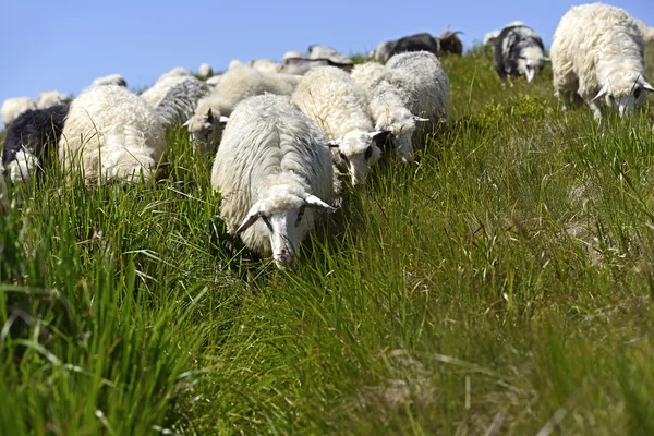 Herd of Sheep — Stock Photo, Image