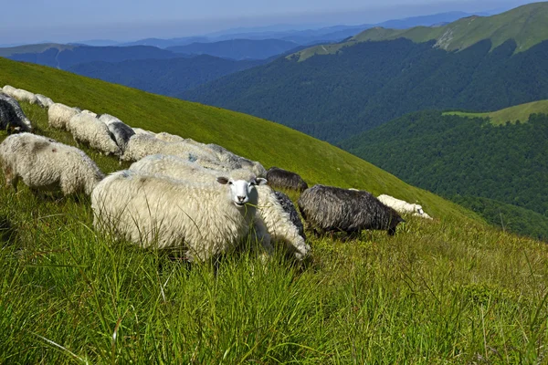 Rebanho de ovinos — Fotografia de Stock