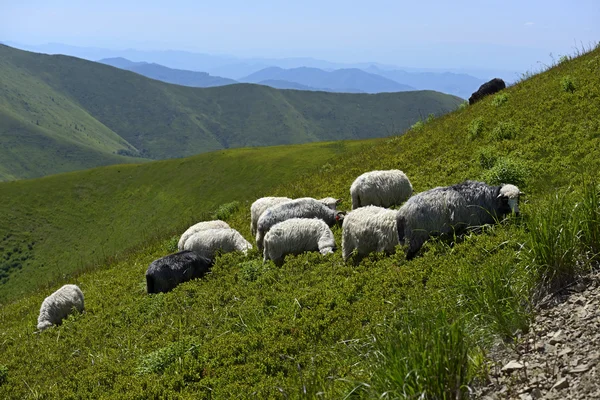 Herd of Sheep — Stock Photo, Image