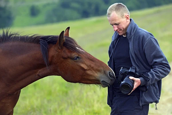 Pferd — Stockfoto