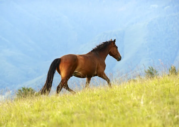 Horse — Stock Photo, Image