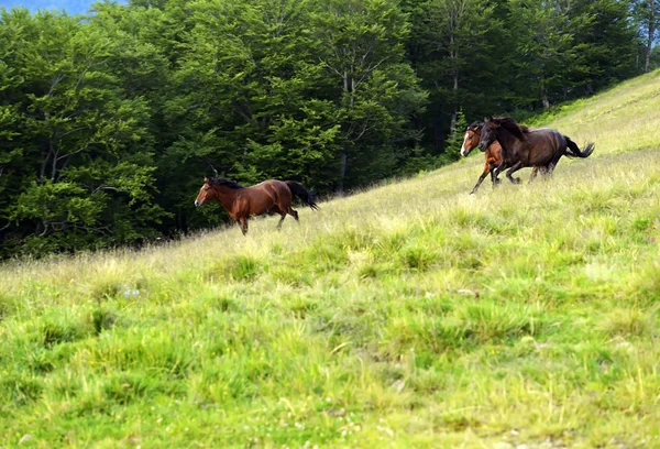 Cavalo — Fotografia de Stock