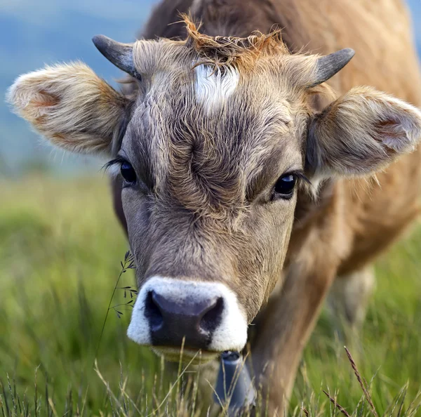 Krowa Podkarpacie — Zdjęcie stockowe