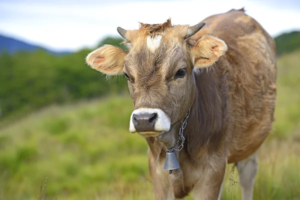 Carpatos de vaca — Foto de Stock