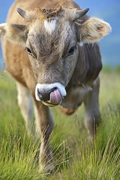 Carpathian cow — Stock Photo, Image