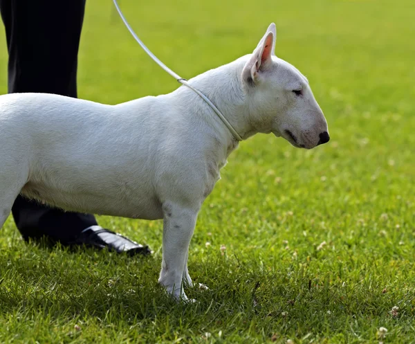 Bullterrier — Stockfoto