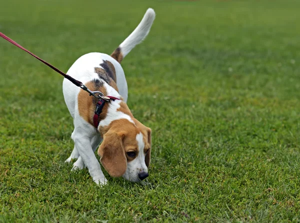 Jack russell terrier de — Foto de Stock