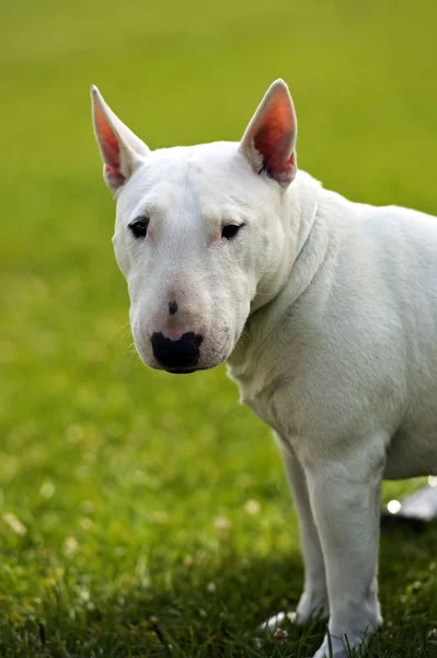 Bullterrier — Stockfoto