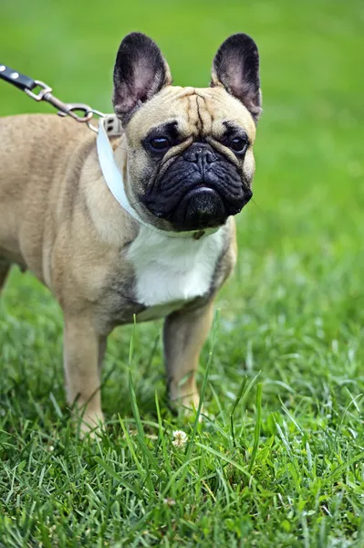 Pug dog — Stock Photo, Image