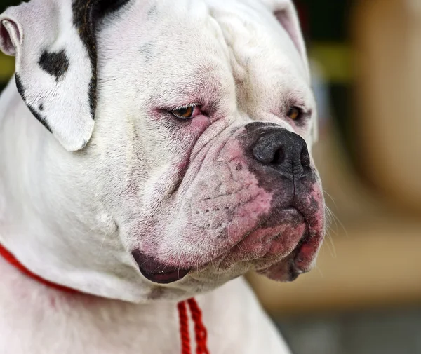 Bullmastiff — Stock Photo, Image