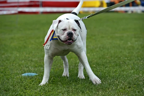 Bulldogge — Stockfoto