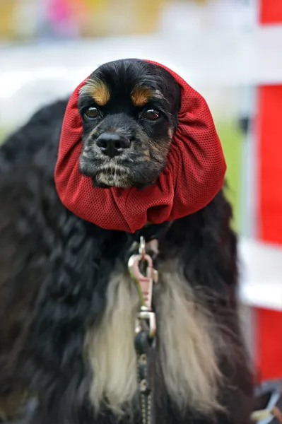 Porträtt av en hund — Stockfoto