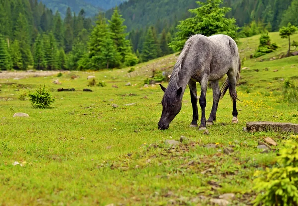 Cavalo em um contexto de montanha — Fotografia de Stock