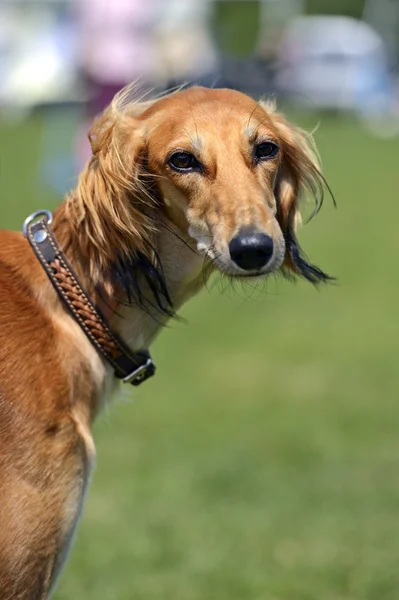 Cão-cinzento — Fotografia de Stock