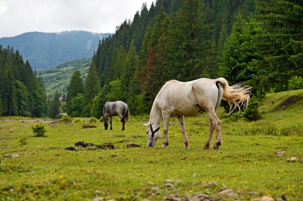 A háttérben a hegyi ló — Stock Fotó