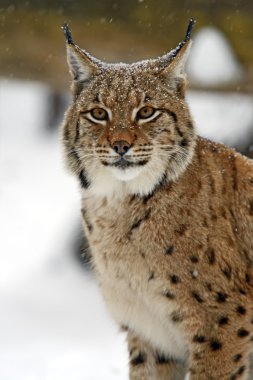 Kış lynx