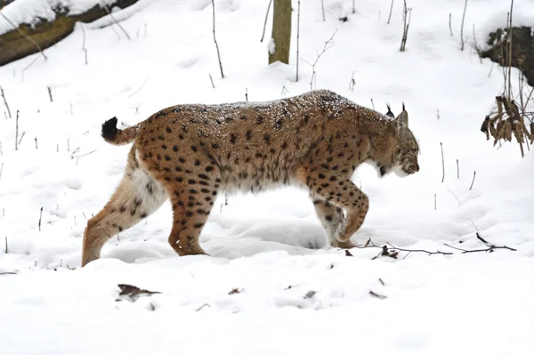 Winter Lynx — Stockfoto