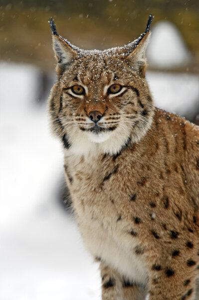 Winter Lynx