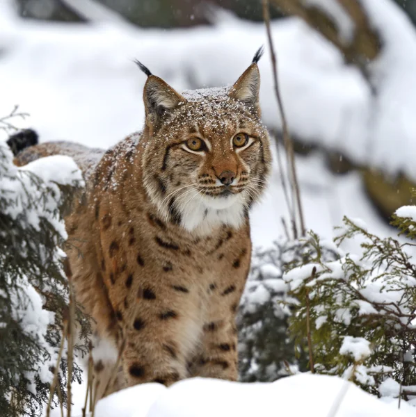 Kış lynx — Stok fotoğraf