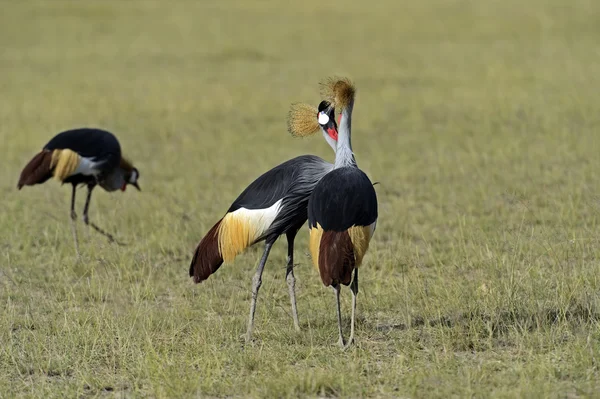 Gekroonde kraan — Stockfoto