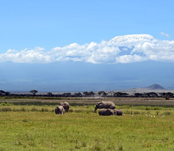 Elefantes del Kilimanjaro — Foto de Stock