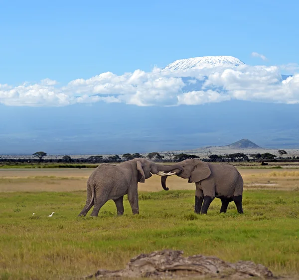 Éléphants du Kilimandjaro — Photo