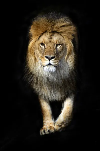 Lejon i en svepning — Stockfoto