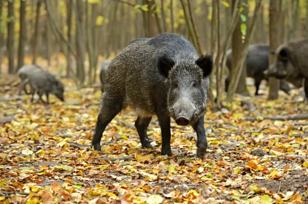 Wildschweine — Stockfoto