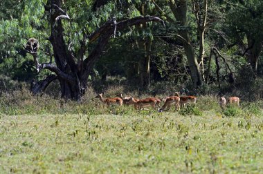 afrikanskfy ceylan Impala