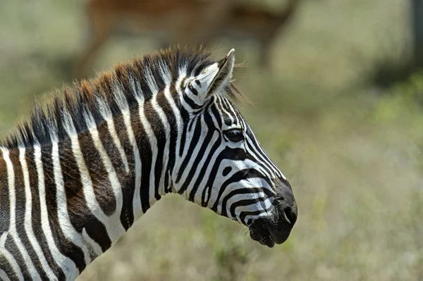 Zebra. — Fotografia de Stock