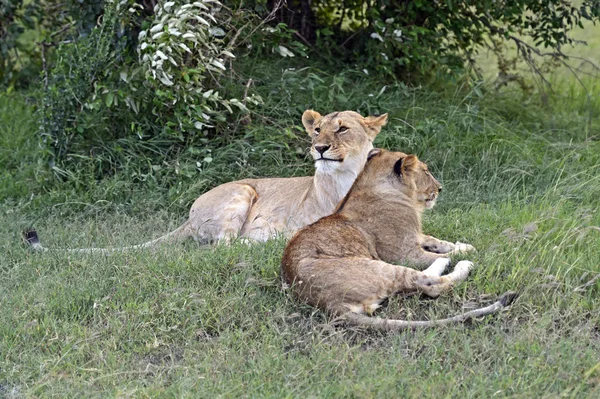 Lwy Masai Mara — Zdjęcie stockowe