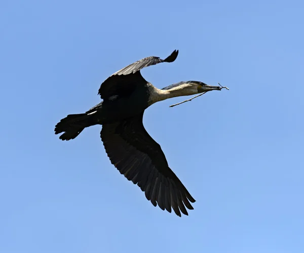 Darter. —  Fotos de Stock