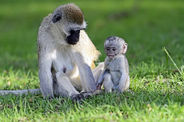 Vervet maymunu — Stok fotoğraf