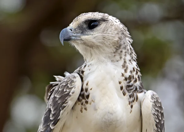 Afrikanischer Adler — Stockfoto