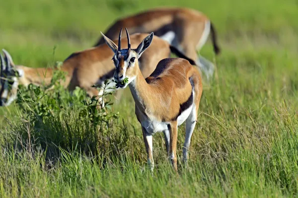 Concedere gazzelle — Foto Stock