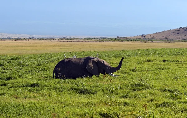 Amboseli sloni — Stock fotografie