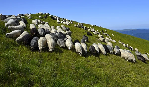 Kudde schapen — Stockfoto